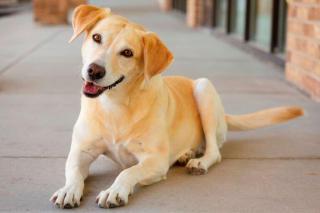 Os 10 melhores livros para Adestramento de Cães